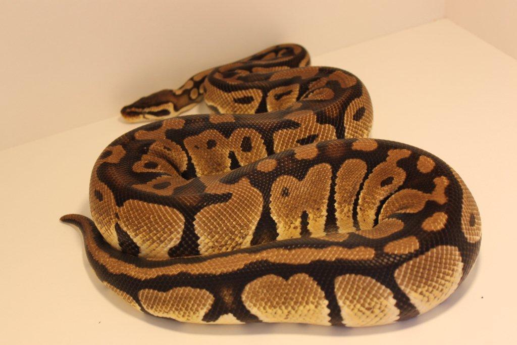 python regius pastel